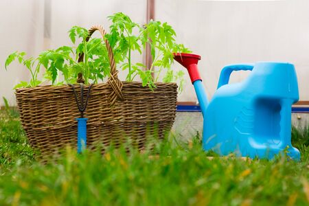 Wicker basket with tomato seedlings close-upの写真素材