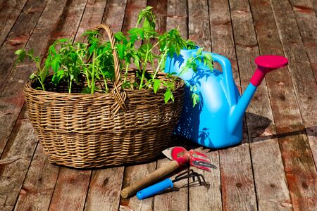 Wicker basket with tomato seedlings close-upの写真素材