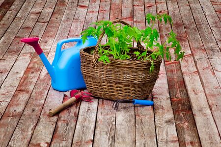 Wicker basket with tomato seedlings close-upの写真素材