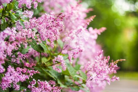 flowering branch of persian lilacの写真素材