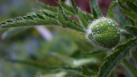 unopened poppy bud in dewの写真素材