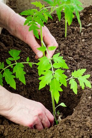 woman plants tomato seedlings in a greenhouseの写真素材