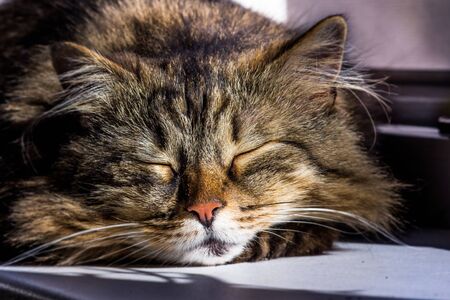 fluffy cat sleeps on a windowsill in the sunの写真素材