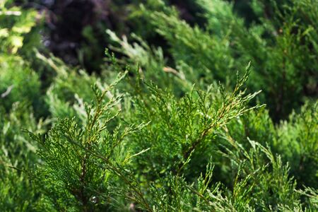 green juniper branches. selective focus. blurred backgroundの写真素材