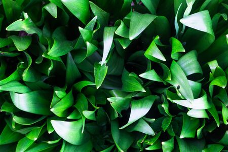 leaves are photographed from above, looks like a solid green backgroundの写真素材