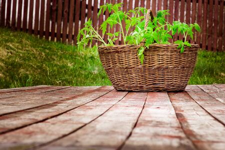 Wicker basket with tomato seedlings close-up on wooden flooringの写真素材