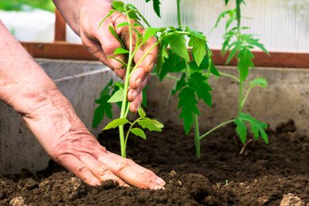 woman plants tomato seedlings in a greenhouseの写真素材