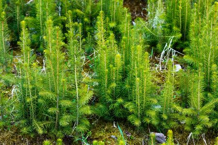 spruce plantation with blurry backgroundの写真素材