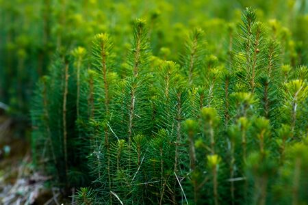 spruce plantation with blurry backgroundの写真素材