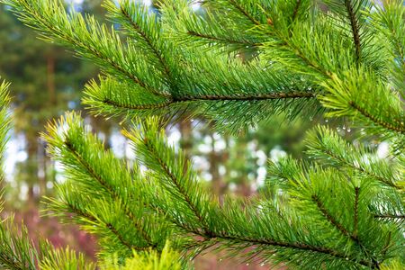 pine branches on the background of pinesの写真素材
