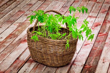 Wicker basket with tomato seedlings close-up on wooden flooringの写真素材