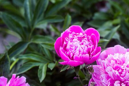 pink, purple peony inflorescences, in full bloom and unopened buds, background defocusing, selective focusの写真素材