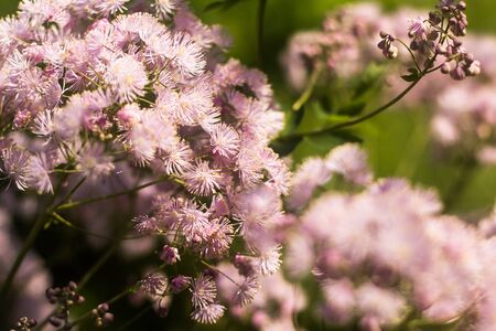 Thalictrum is a genus species of herbaceous perennial flowering plants in the buttercup family, Ranunculaceaeの写真素材