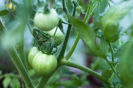 a green unripe tomato in a greenhouse hangs on a branch, on a blurry backgroundの写真素材