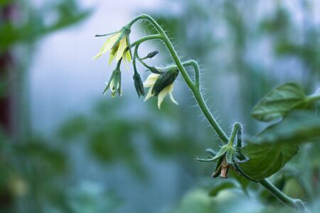 a blooming sprig of tomato in the evening light on a blurred backgroundの写真素材
