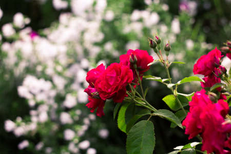branches of a climbing rose with leaves on a white blurred background with and green bokeh. roses bloomed, some white roses-in the form of a Bud. roses are red,selective focusの写真素材