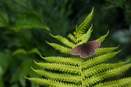 a grey-brown butterfly sits on a fern leaf on a blurred green background.the butterfly has spread its wingsの写真素材