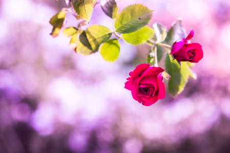 branches of a climbing rose with leaves on a pink blurred background with bokehの写真素材
