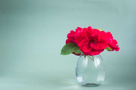 a bouquet of red roses in a transparent glass vase on a gray-green background in daylightの写真素材