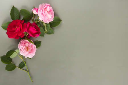 pink and red roses with green leaves lie beautifully on a gray-green background .の写真素材