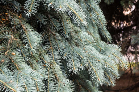 branches of a blue spruce on a dark backgroundの写真素材
