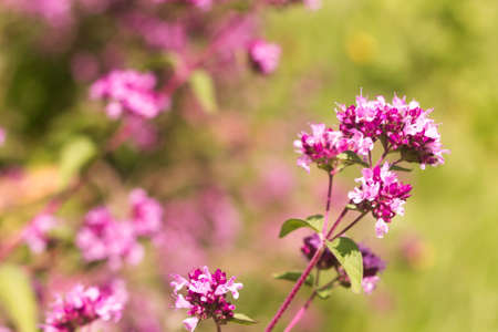 Origanum close up is a genus of herbaceous perennials and subshrubs in the family Lamiaceae on a blurry backgroundの写真素材