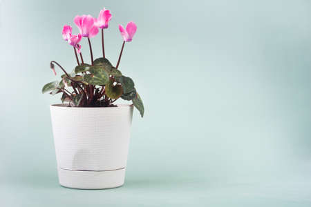 cyclamen flower in a White pot on a gray-green backgroundの写真素材