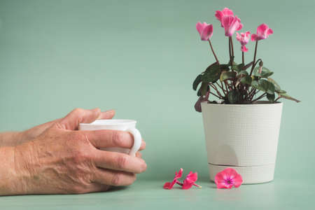hands of an elderly person holding a Cup of tea.cyclamen flower in a White pot on a gray-green backgroundの写真素材