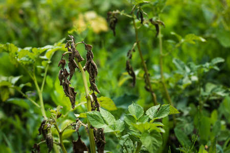 potato diseases, diseased potato tops: macrosporiosis,late blight,phytophthoraの写真素材
