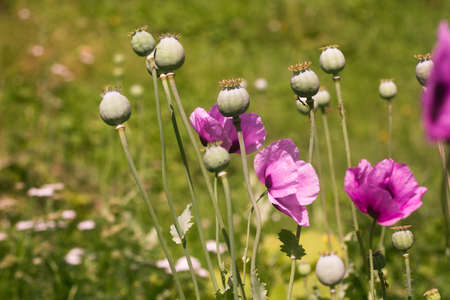 lilac poppy flowers with seed pods on a blurry green background.の写真素材