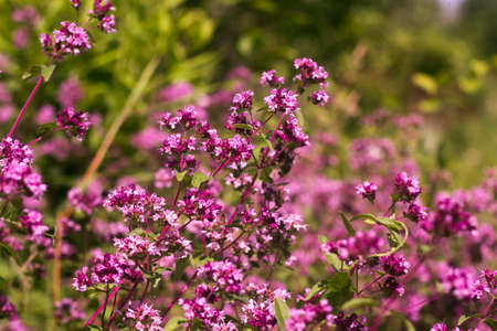Origanum close up is a genus of herbaceous perennials and subshrubs in the family Lamiaceae on a blurry backgroundの写真素材
