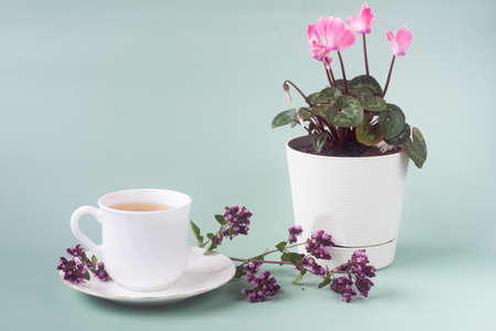 A Cup of tea with an oregano flower and a cyclamen flower in a White pot stands on the table on a gray-green background.の写真素材