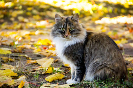 a fat-cheeked tricolor cat basks in the sun in the autumn leavesの写真素材