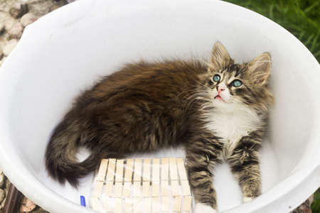 a kitten sits in a Laundry basin, playing with clothespinsの写真素材