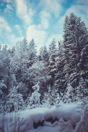 snow-covered fir trees in the winter forest at duskの写真素材