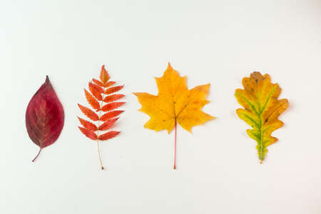 autumn leaves on a white backgroundの写真素材