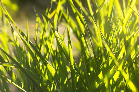 green grass in the rays of the setting sun,close-up shotの写真素材
