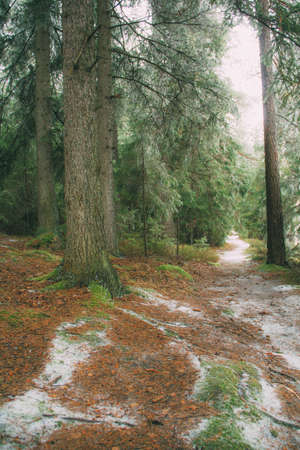 snow-covered path in the winter spruce forestの写真素材