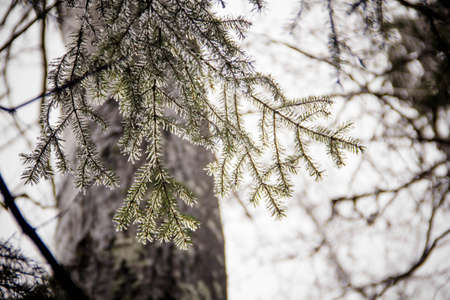 spruce branch in the iceの写真素材