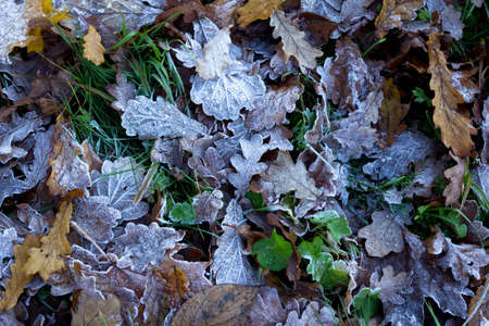 the first frosts in autumn on oak leavesの写真素材