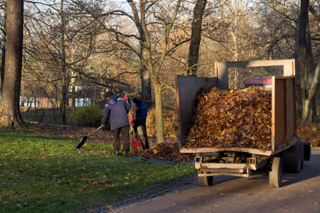 cleaning foliage in the Park.two cleaners rake leaves into a specialized machineの写真素材
