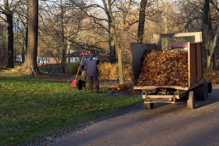cleaning foliage in the Park.two cleaners rake leaves into a specialized machineの写真素材