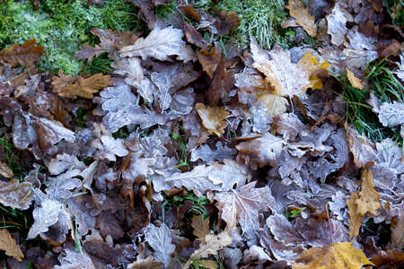 the first frosts in autumn on oak leavesの写真素材