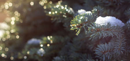 blue spruce in shining drops of rain and snow in the sunの写真素材
