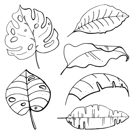 Isolated on white background. Vector illustration. Hand drawn botanical set. Tropical leaves.のイラスト素材