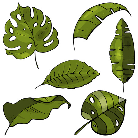 Isolated on white background. Vector illustration. Hand drawn botanical set. Tropical leaves. のイラスト素材
