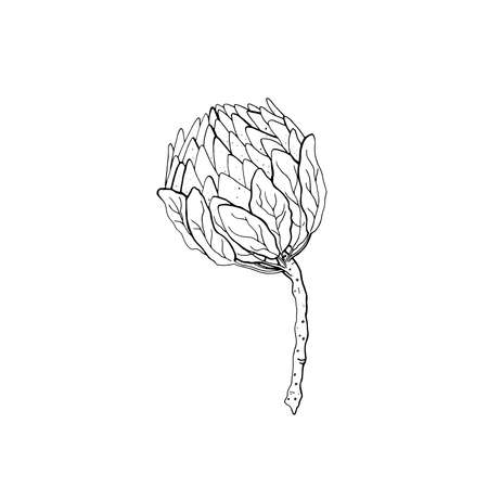 Contour engraving protea bud. Black and white line art decoration of flower with leaves. Vector isolated clipart. Minimal monochrome hand drawing botanical design.のイラスト素材