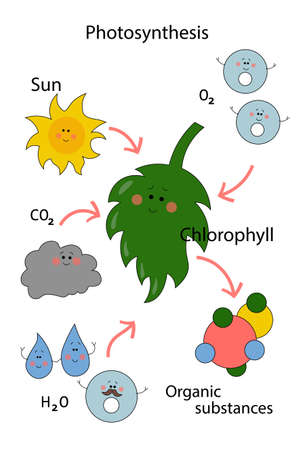 green cartoon scheme of photosynthesis in plantsのイラスト素材