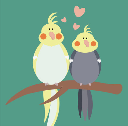 Nymphicus hollandicus. Couple of parrots in love.