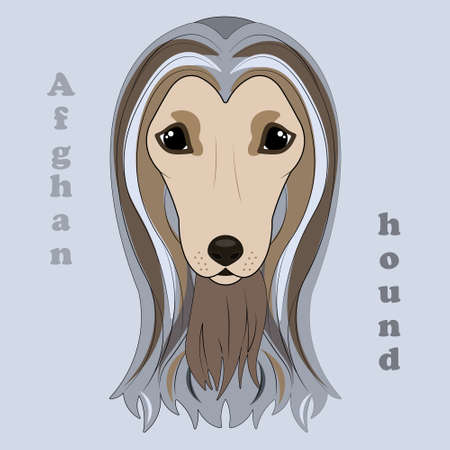 Afghan hound. Print of beautiful hound dog.のイラスト素材